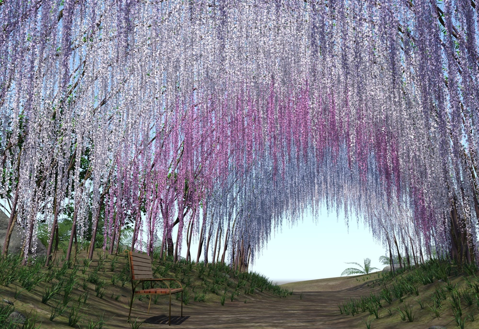 WISTERIA FIELD